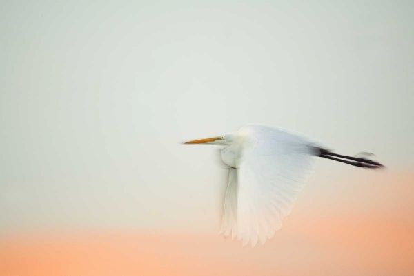 FL, South Venice, Great egret flying at sunrise